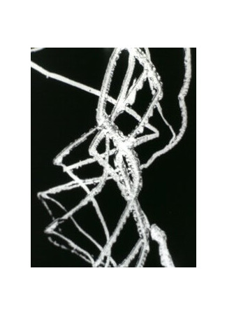 Свободные радикалы (1958)