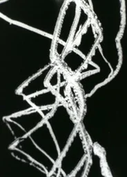 Свободные радикалы (1958)