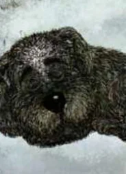 Белолобый (2010)