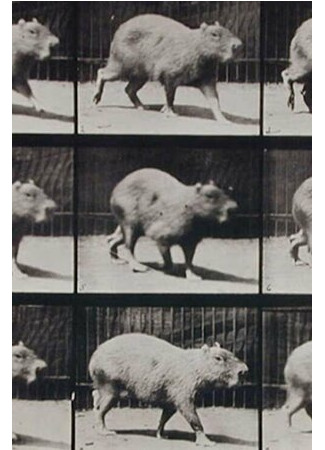 Capybara Walking (1887)