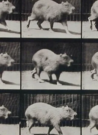 Capybara Walking (1887)