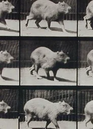 Capybara Walking (1887)