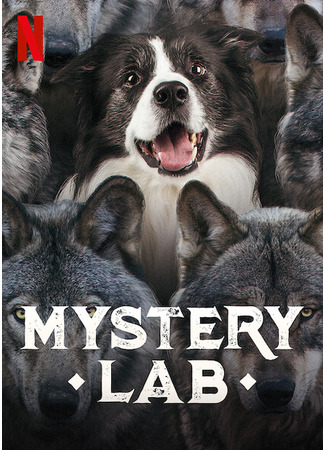 Лаборатория загадок